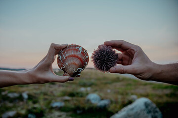 Sea urchin and shell with scallop oyster hold in hands against the backdrop of sunset