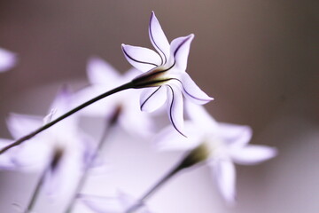 白いイソトマの美しい花