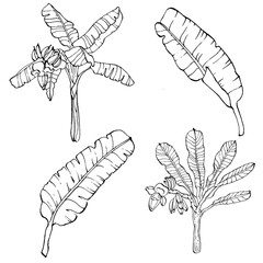 Vector Exotic tropical hawaiian summer. Palm beach tree jungle botanical leaves. Black and white banana leaves engraved ink art. Leaf plant botanical garden floral foliage. Isolated leaf illustration