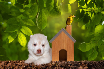 Home and life concept. Small model home and green tree