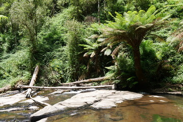 Baumfarne und Bach im Regenwald Australien