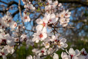Flowers of an almond tree