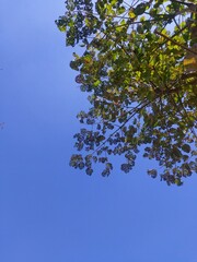 leaves against blue sky, Blue sky Beautiful, Beautiful sunrise of a Nice Day.