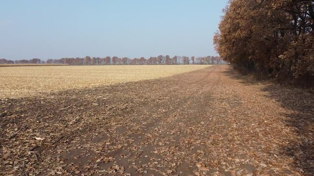Dry oak leaves fall from wind on yellow field with dry straw after harvesting wheat on sunny autumn day. Agricultural field, trees leaf fall, autumn season. Agricultural agrarian landscape Countryside