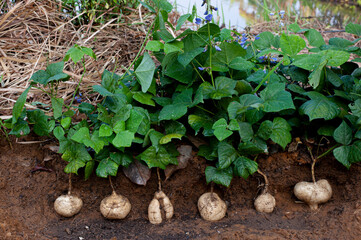 Organic yam bean harvest in the fields..
