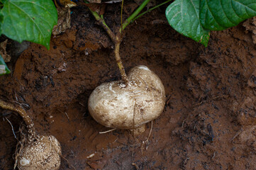 Organic yam bean harvest in the fields..