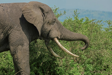 African elephants walking in open grassfield