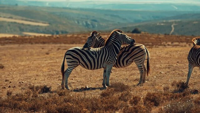 Two Zebras in South Africa. Garden Route Game Lodge Safari