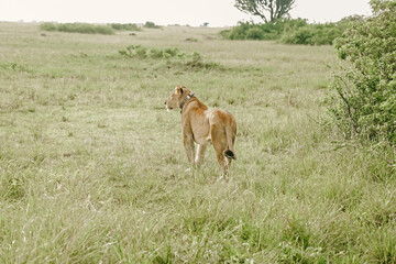 Naklejka na ściany i meble East African Lion (Panthera Leo Melanochaita) Stock Photo