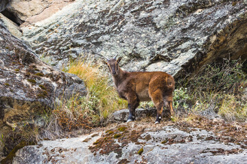 Mountain goat on the rocks. Nepal