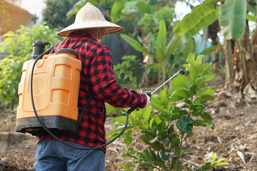 Asian gardener uses herbicides, insecticides chemical spray to get rid of weeds and insects or...