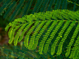 Spontaneous Tamarind leaves stay orderly on branch, nice and neat, in natural atmosphere. 