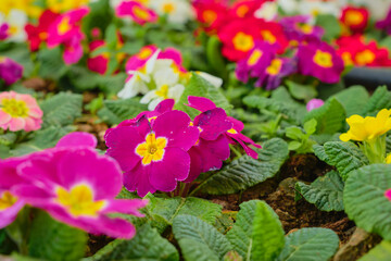 Primula, first spring flowers close-up, selective focus on blooming primrose. Background idea or creative for a card for Earth Day or World Women's Day