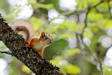 red squirrel on a tree