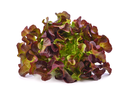 Fresh red lettuce isolated on transparent background. PNG