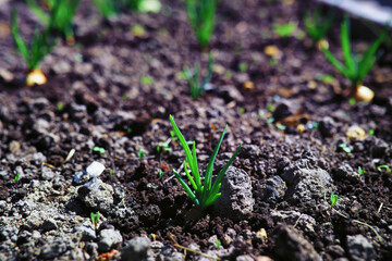 Greenery in a greenhouse. Fresh greens in the spring on the beds. Young sprouts of seedlings in the garden.