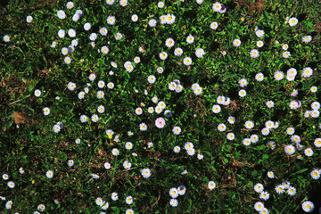 Plants and flowers macro. Detail of petals and leaves at sunset. Natural nature background.