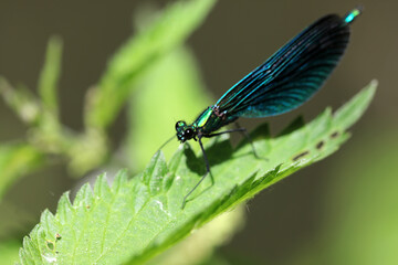 Calopteryx virgo - Beautiful demoiselle