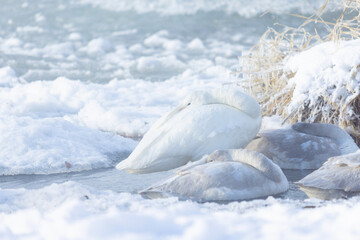 寒さに耐える白鳥たち02