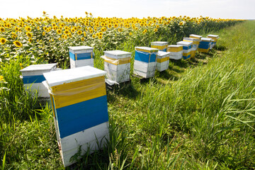 Bee hives in the field