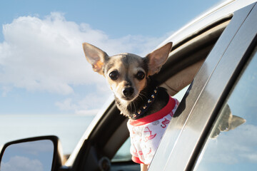 happy dog looks out the car window, road trips, travel with pets, summer travel