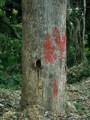 Half view of a big tree in borneo rainforest