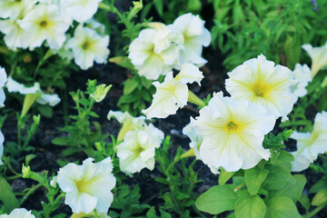 Large Group of Gorgeous Easy Wave White Petunias Blossoming in the Garden