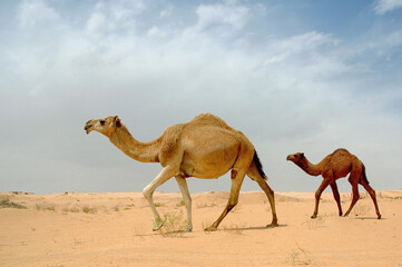 Arab camel in desert wildlife