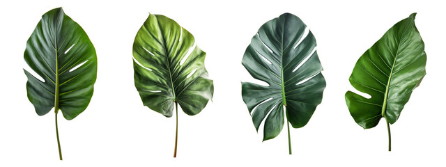 Set of large leaves of a tropical plant on a transparent background, PNG. Isolated elements for the design. AI generated.