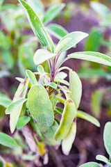 Salbei am wachsen im Garten frische Kräuter 