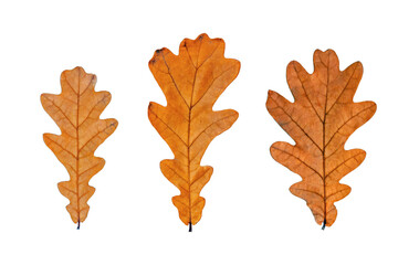 Single autumn brown oak leaf on blue background. Copy space for text