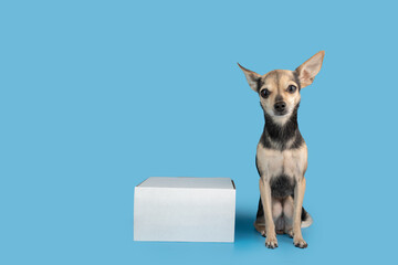 pet shop delivery, dog box, animal shipping, a dog with a parcel on a blue background