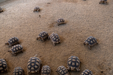Turtles walking on the beach