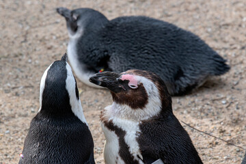 Jackass Penguins At The Artis Zoo At Amsterdam The Netherlands 17-3-2023