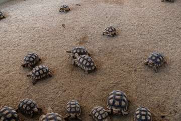 Turtles walking on the beach
