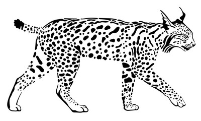 iberian lynx black and white vector illustration isolated on white