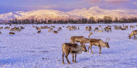 Reindeer in Norway
