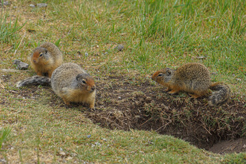 Ground Squirrel Family in the Canadian Rocky Mountains Canada Rodent Hiking Wildlife