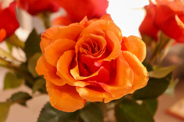 Natural orange colour flowers, nature decor photography