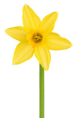 Yellow daffodil or narcissus flower in full bloom, isolated on transparent or white background, spring or springtime easter holiday element
