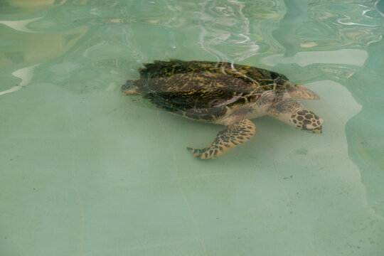 Snapping turtle on the water