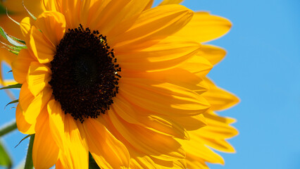 Close-up beautiful bright yellow Sunflower in field.