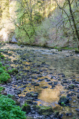 Rivière traversant une forêt