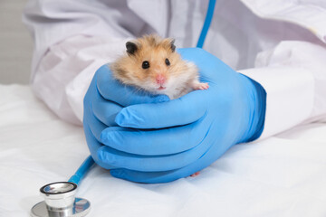 small cute fluffy Syrian hamster in the hands of a doctor, hands in medical gloves hold a rodent