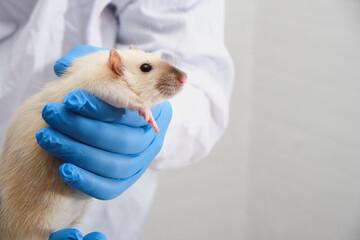 cute decorative domestic rat in the hands of a doctor, hands in medical gloves hold a rodent