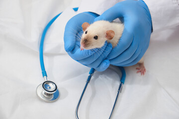 cute decorative domestic rat in the hands of a doctor, hands in medical gloves hold a rodent
