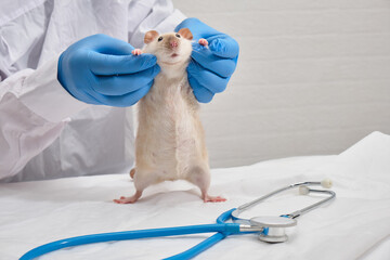 cute decorative domestic rat in the hands of a doctor, hands in medical gloves hold a rodent