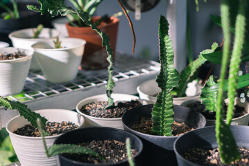 Cactus plants in pots for indoor garden decoration