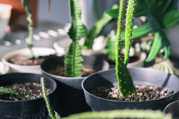 Cactus plants in pots for indoor garden decoration
