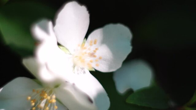 Jasmine flower Murraya paniculata steals the spotlight with selective focus, set against a blurred background. Shot on an early spring morning, the flower appears to be in its prime. Selective focus